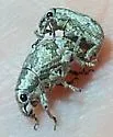 Epicaerus formidolosus - photo 5