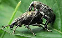 Imbricated Snout Beetle
