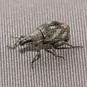 Imbricated Snout Beetle - photo 2
