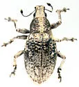 Imbricated Snout Beetle - photo 3