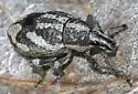 Imbricated Snout Beetle - photo 4