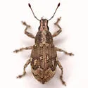 Epicaerus lepidotus - photo 2