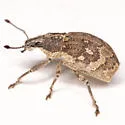 Epicaerus lepidotus - photo 3