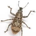 Epicaerus lepidotus - photo 4