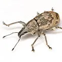 Epicaerus lepidotus - photo 5