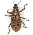 Brown Leaf Notcher