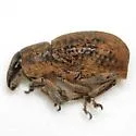 Brown Leaf Notcher - photo 3