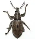 Epicaerus sulcatus