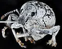 Epicaerus sulcatus - photo 4