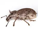 Epicaerus sulcatus - photo 5