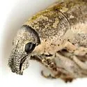 Epicaerus texanus - photo 2