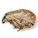 Epicaerus texanus - photo 3