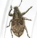 Epicaerus texanus - photo 4