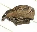 Epicaerus texanus - photo 5