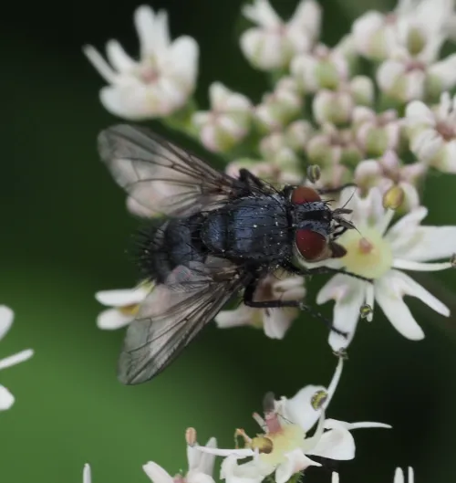 Epicampocera succincta
