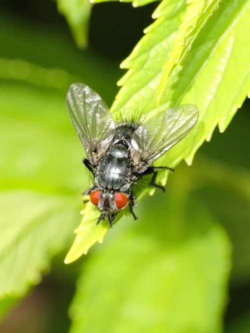 Epicampocera succincta - photo 2