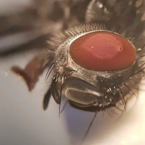 Epicampocera succincta - photo 3