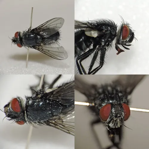 Epicampocera succincta - photo 4