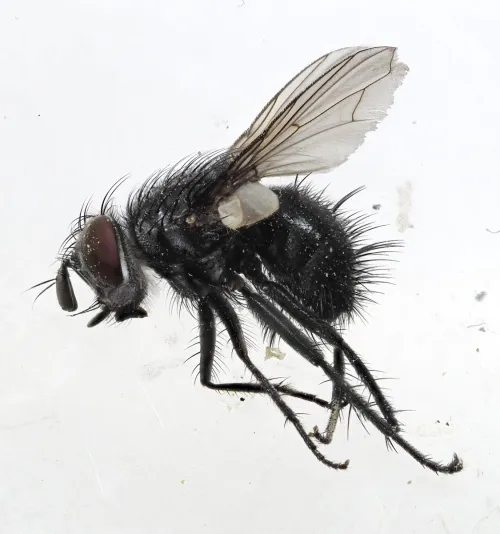Epicampocera succincta - photo 5