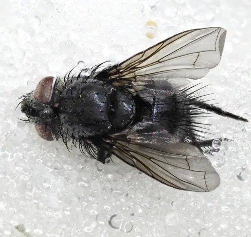 Epicampocera succincta - photo 6