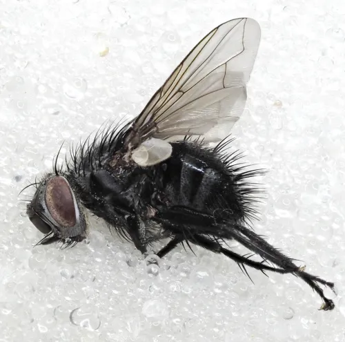 Epicampocera succincta - photo 7
