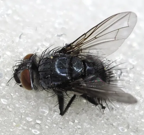 Epicampocera succincta - photo 8