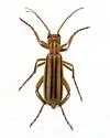 Epicauta abadona