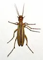 Epicauta abadona - photo 2