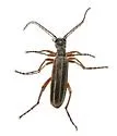 Epicauta alastor - photo 2