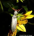 Epicauta albida - photo 3