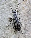 Epicauta albolineata