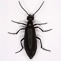 Epicauta alphonsii - photo 2