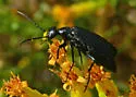 Epicauta alphonsii - photo 4