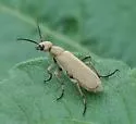 Epicauta alpina