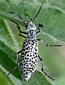Epicauta andersoni