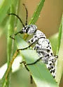 Epicauta andersoni - photo 3