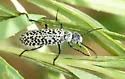 Epicauta andersoni - photo 4