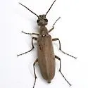 Epicauta arizonica