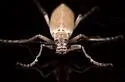 Epicauta arizonica - photo 3