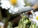 Epicauta aspera - photo 2