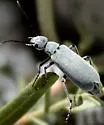 Epicauta aspera - photo 3