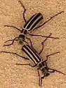 Epicauta atrivittata