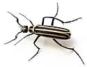 Epicauta atrivittata - photo 3