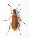 Epicauta batesii