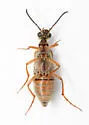 Epicauta batesii - photo 2