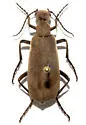 Epicauta brunnea