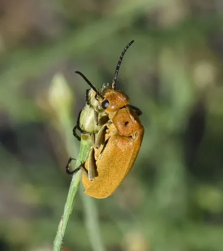 Epicauta callosa
