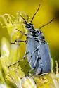 Epicauta caviceps - Epicauta caviceps