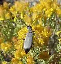 Epicauta caviceps - photo 2