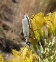 Epicauta caviceps - photo 3